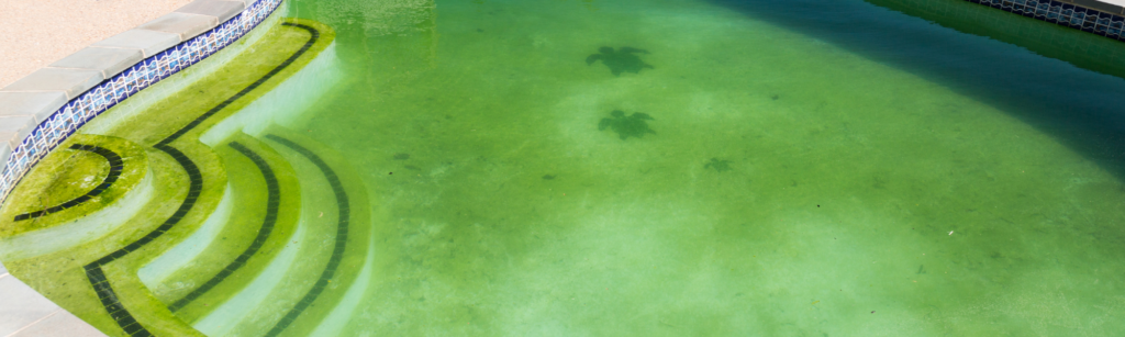 piscine algue